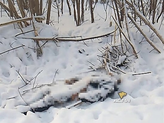 Труп замерзшего мужчины нашли около Бугринского моста в Новосибирске