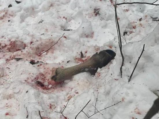 В Ивановской области браконьеры убили лося