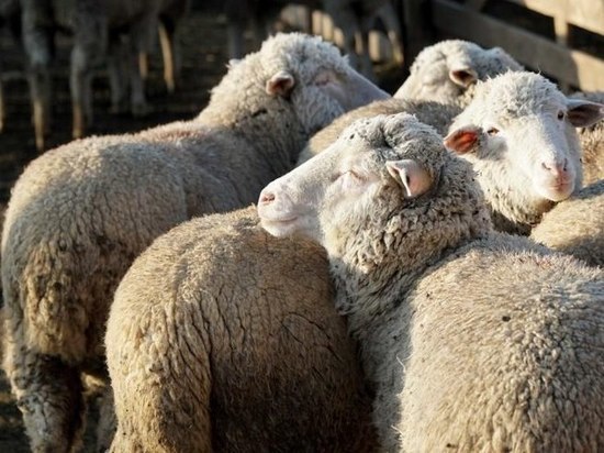 Дагестан - единственный регион где растет поголовье овец