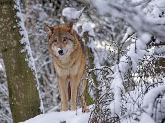 В Карелии повысили размер выплат за добытых волков