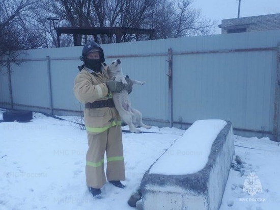 Сотрудники волгоградского МЧС спасли бездомную собаку