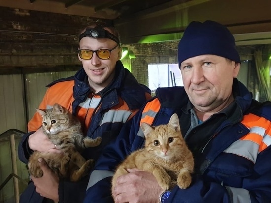 В красноярской дорожной организации две кошки «работают» на трех должностях
