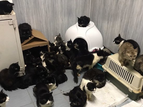 В Обнинске вскрыли квартиру и обнаружили 100 кошек