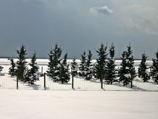 22 января жителей Иваново ожидает пасмурная погода и температура до минус 14 градусов