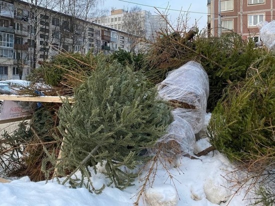 В Калининграде начали принимать новогодние елки для переработки