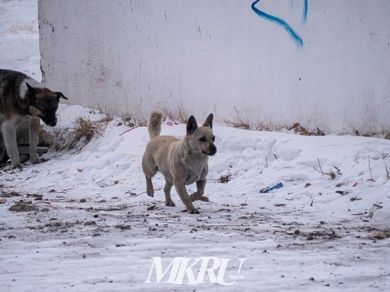 Собака напала на девочку в районе СибВО в Чите