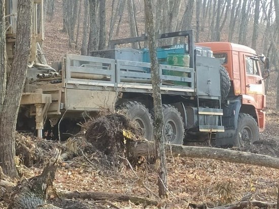 Вырубкой леса в Приморье заинтересовался глава Следкома России