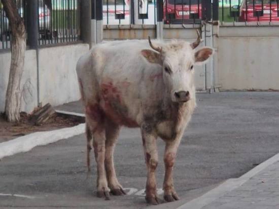 Сбежавшая корова на мосту: астраханские полицейские сопроводили животное до дома
