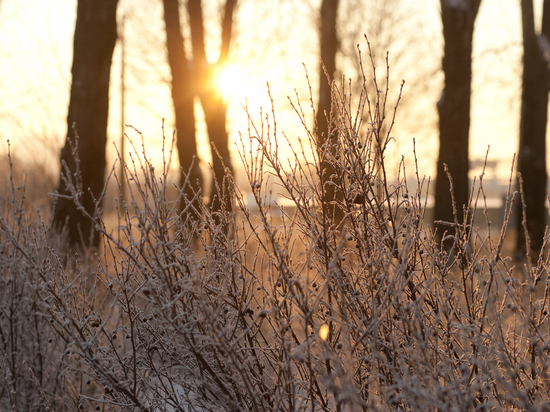 Солнце и легкие морозы: какой будет погода в Петербурге 22 января