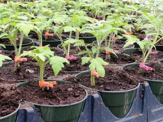 Эксперт рассказал как правильно растить рассаду томатов