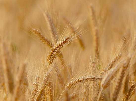 Абрамченко: Турция закупила зерно за рубли, готовится сделка для Египта