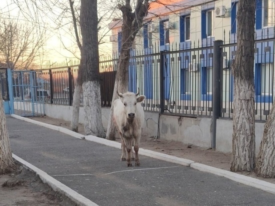 Полицейские в Астрахани поймали корову, бегавшую по Новому мосту