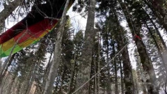 В Сочи воздушный шар с пассажирами застрял в деревьях: видео спасения