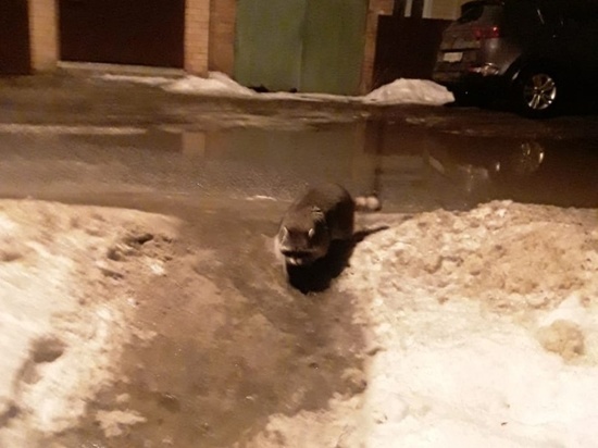 Енот гулял по улице в подмосковном городе