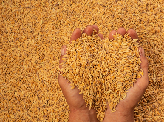 Урожайность зерна в Томской области выросла на 12,2% в 2022 году