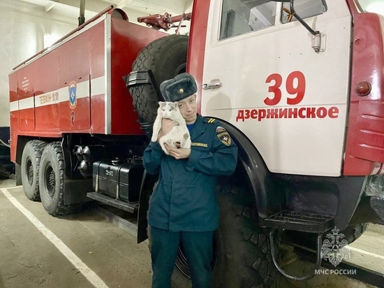 В МЧС рассказали о «коте-пожарном» Василиче из Красноярского края