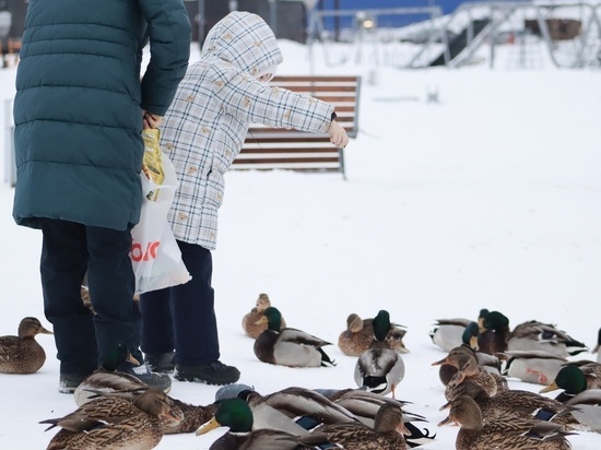 Кировские активисты выяснили, что в городе зимует больше 3 тысяч уток