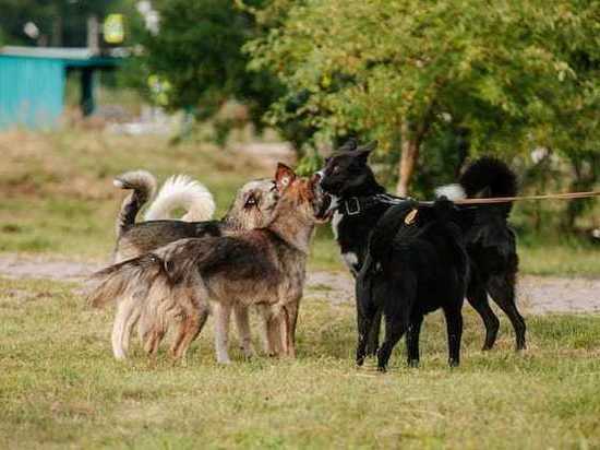 В Липецке бродячие собаки держат в страхе жителей Сокола