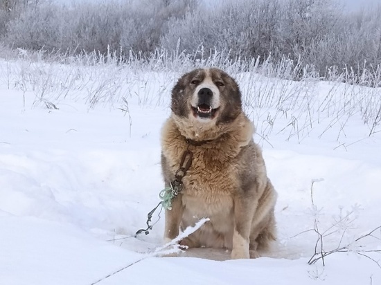 Искала собаку в поле на лыжах: жительница Яранска номинирована на международную премию за спасение алабая