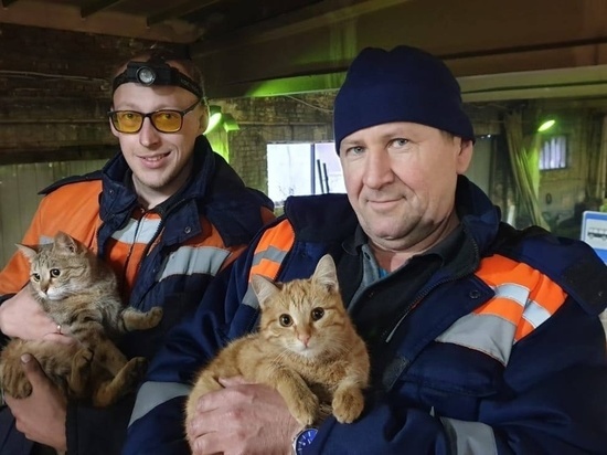 Красноярцы оценили поступок дорожников, приютивших двух кошек