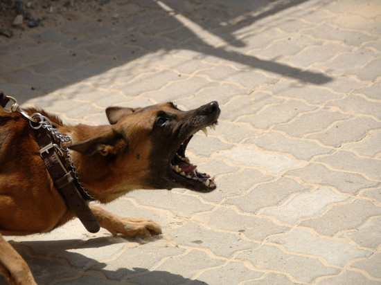 С администрации Вилюйского района взыскали 275 000 рублей за нападения собак
