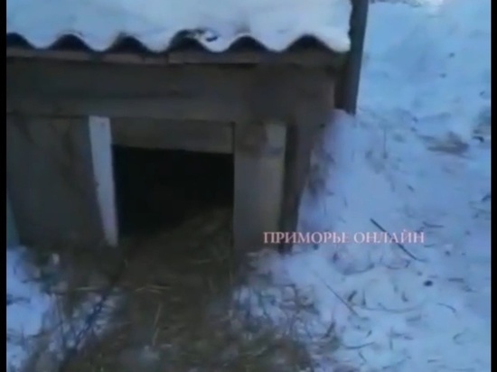 В селе Приморского края тигр в очередной раз загрыз несколько собак