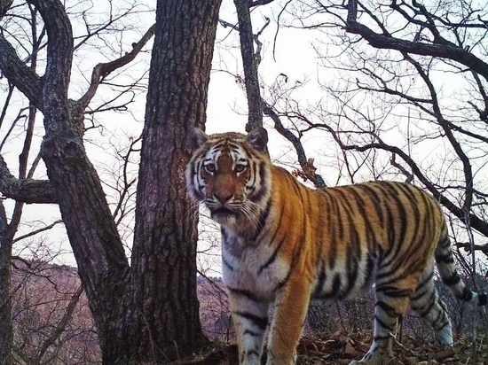 В последние три года тигры стали активно выходить к поселкам в поисках легкой добычи