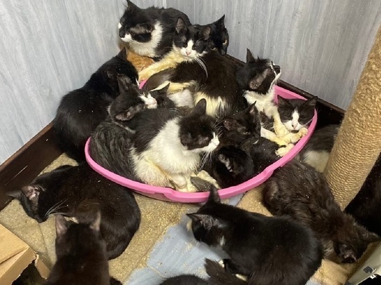 Волонтеры просят помощи для кошек, вызволенных из квартиры в Обнинске