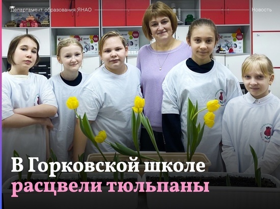 В школе села Горки расцвели тюльпаны в январе