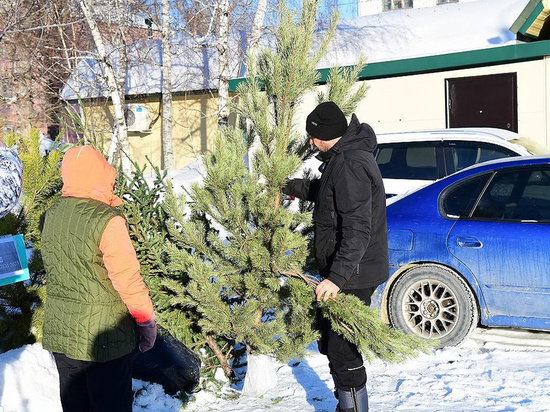 Барнаульцы сдали более 500 елок на переработку