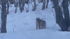 На Камчатке сняли уникальные кадры семьи рысей: пушистые коты в снегу