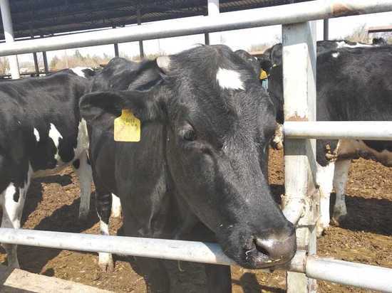 В Крыму у коров выявили бруцеллез