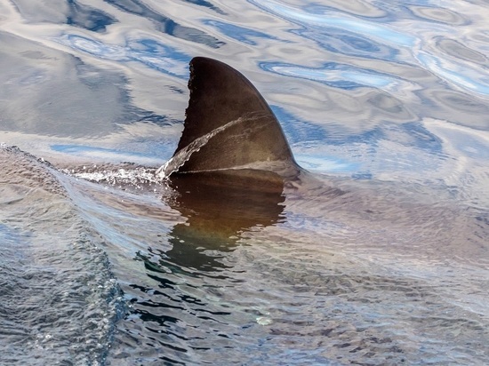 В США 12-летний мальчик поймал на удочку белую акулу