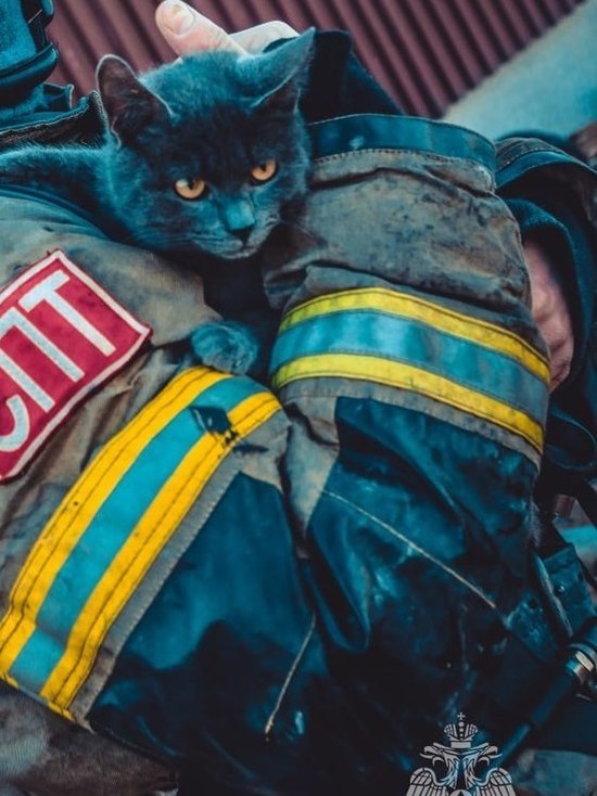 Астраханские пожарные спасли из огня кота