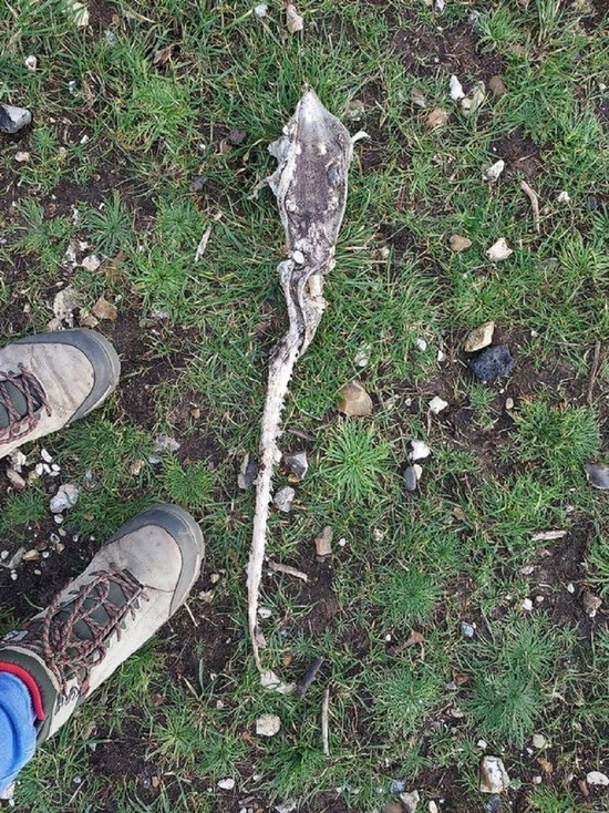 Hampshire Live: женщина нашла останки загадочного существа во время прогулки с собакой