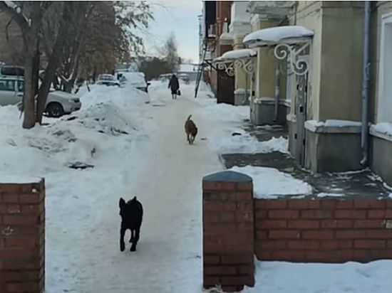 В Омске жители Старого Кировска пожаловались на стаи бродячих собак