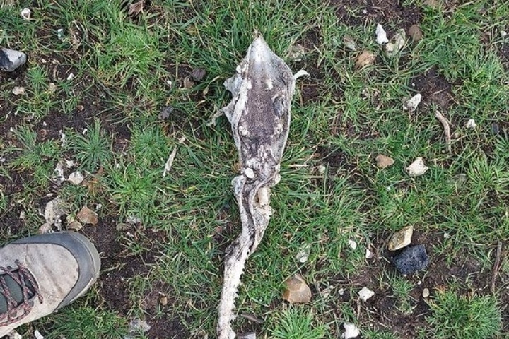 Hampshire Live: Woman finds remains of mysterious creature while walking dog