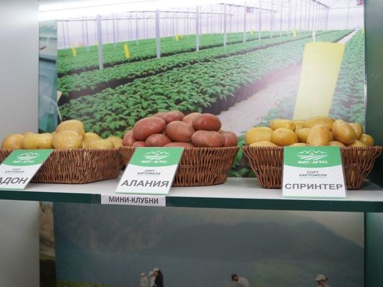 Семеноводческий центр для выращивания картофеля открыли в Северной Осетии