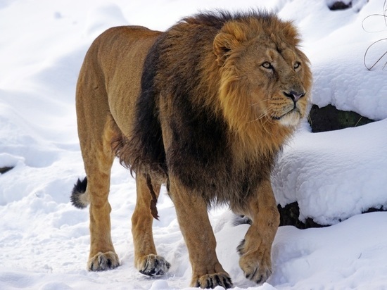 Лев напал на женщину, упавшую рядом с клеткой, в зоопарке в Приморье