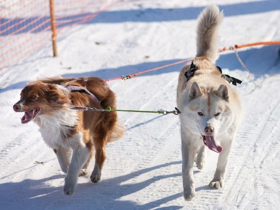 Гонки на собачьих упряжках 2023 прошли в Приморском крае
