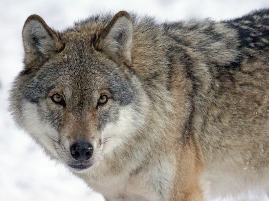 Охотникам Пряжинского района Карелии удалось добыть волка
