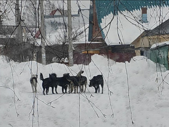 В Новосибирске жители Первомайского района жалуются на стаи собак