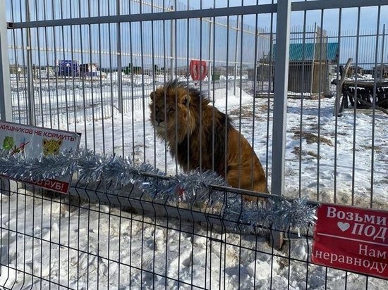 После нападения льва в зоопарке в Приморье возбудили уголовное дело