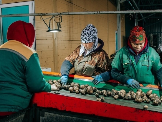 Чувашия получит 126 млн рублей на поддержку производителей овощей