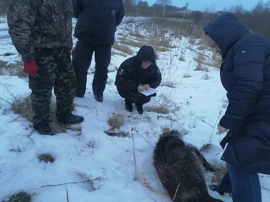 В Богородицком районе браконьеры убили двух кабанов