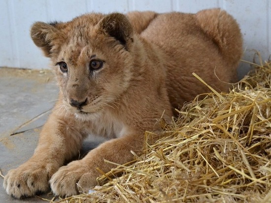 Изъятый брянскими таможенниками львенок останется в тульском зоопарке - как сейчас живет детеныш