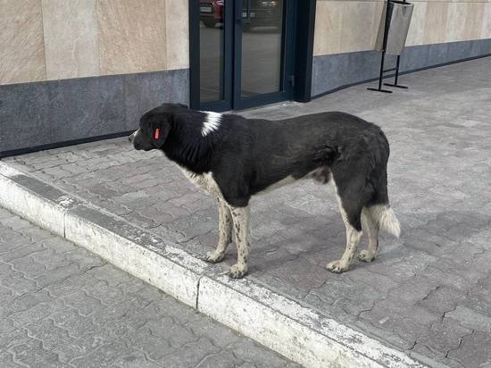 Барнаульцы пожаловались на стаю собак, которые терроризируют и нападают на детей