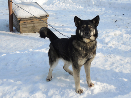 Собачью шерсть для участников СВО собирает ветклиника в Подмосковье
