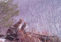 В Приморское крае фотоловушка из нацпарка «Земля леопарда» сделал редкие кадры: мама леопарда вышла на хребет сразу с тремя котятами