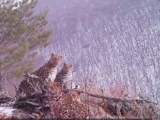 Редкие кадры: в Приморье леопард попал в фотоловушку с тремя котятами